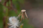 American burnweed